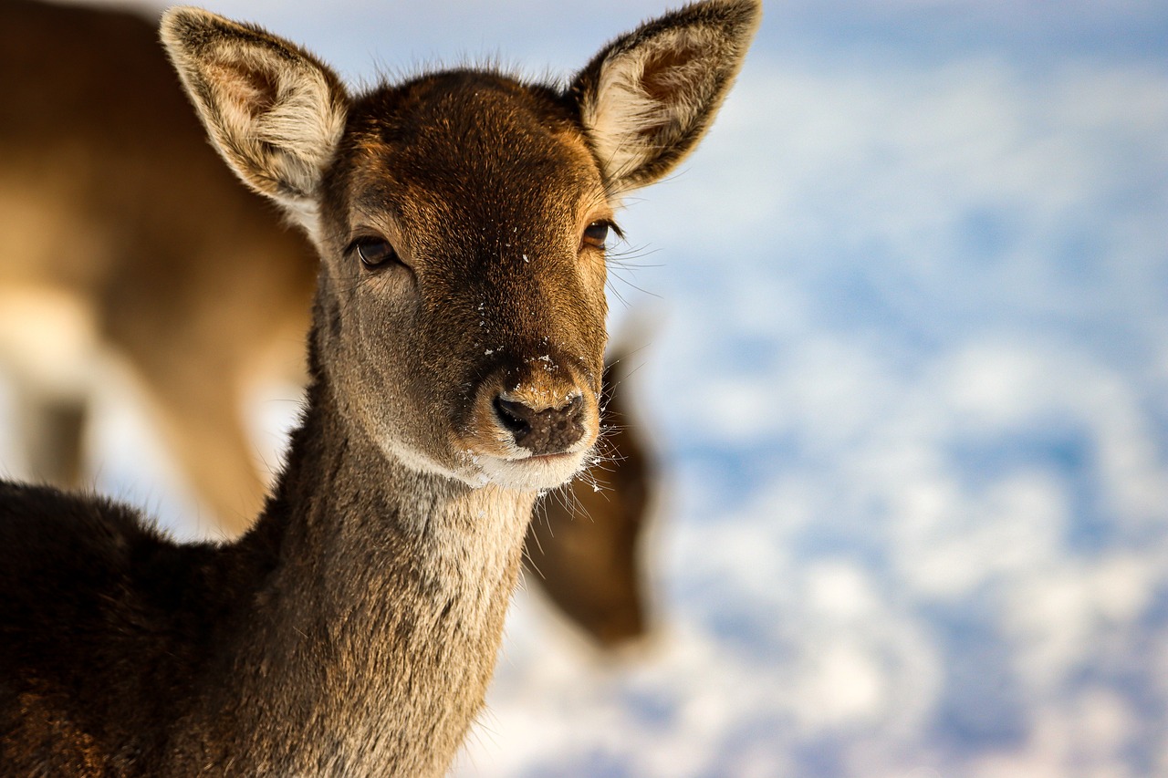 deer, animal, winter-5973385.jpg